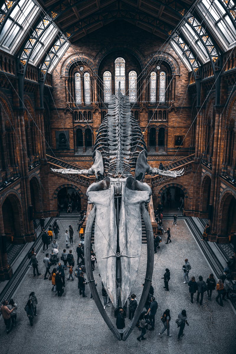 Squelette de baleine bleue au Musée d'Histoire Naturelle Londres