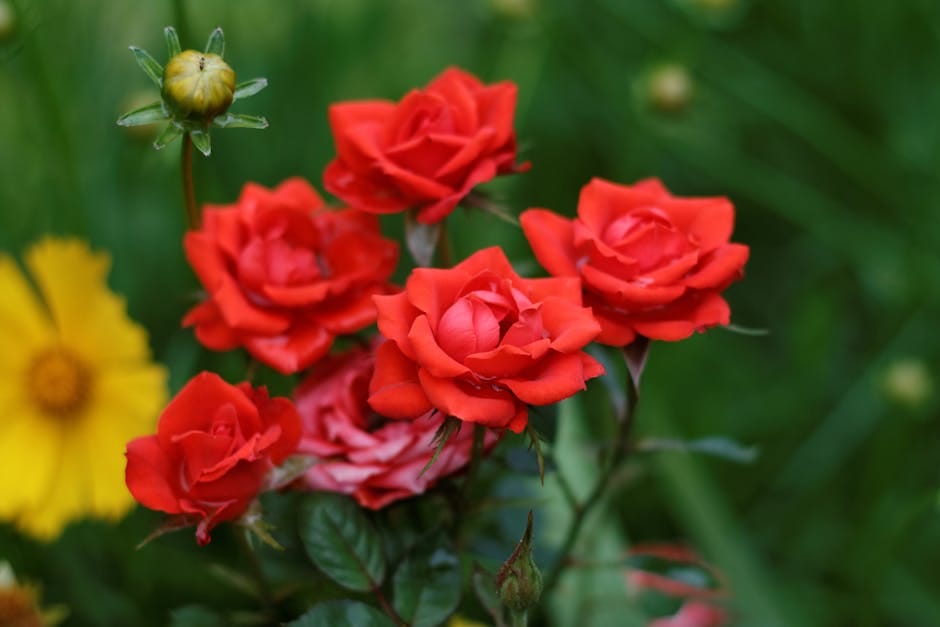Chelsea Flower Show Londres - vibrant red roses blooming with yellow flowers around