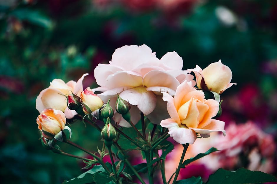 Chelsea Flower Show Londres - blooming roses with buds in a vibrant garden setting