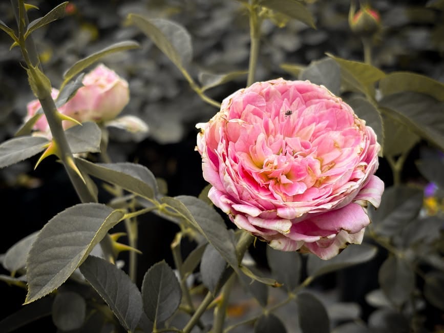 Chelsea Flower Show Londres - vibrant pink rose blooms amidst dark greenery