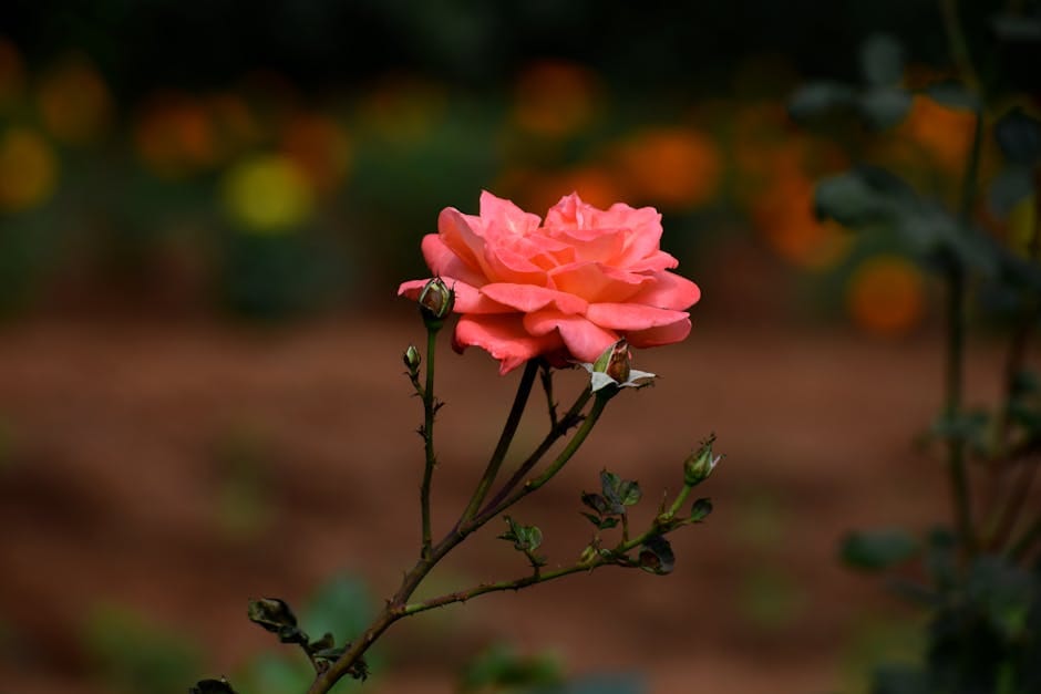 Chelsea Flower Show Londres - vibrant pink rose amidst lush greenery