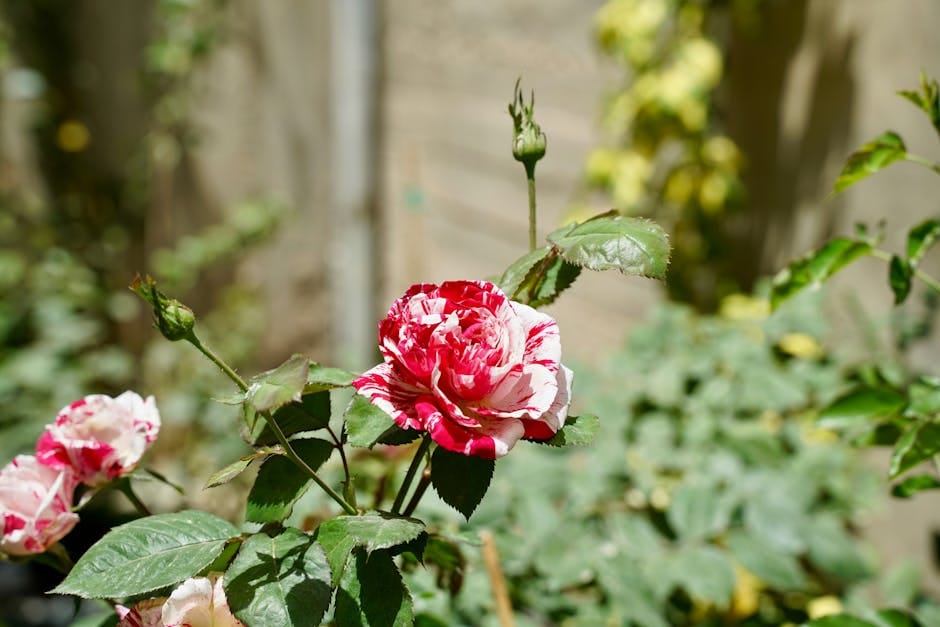 Chelsea Flower Show Londres - pink and white rose in full bloom with greenery